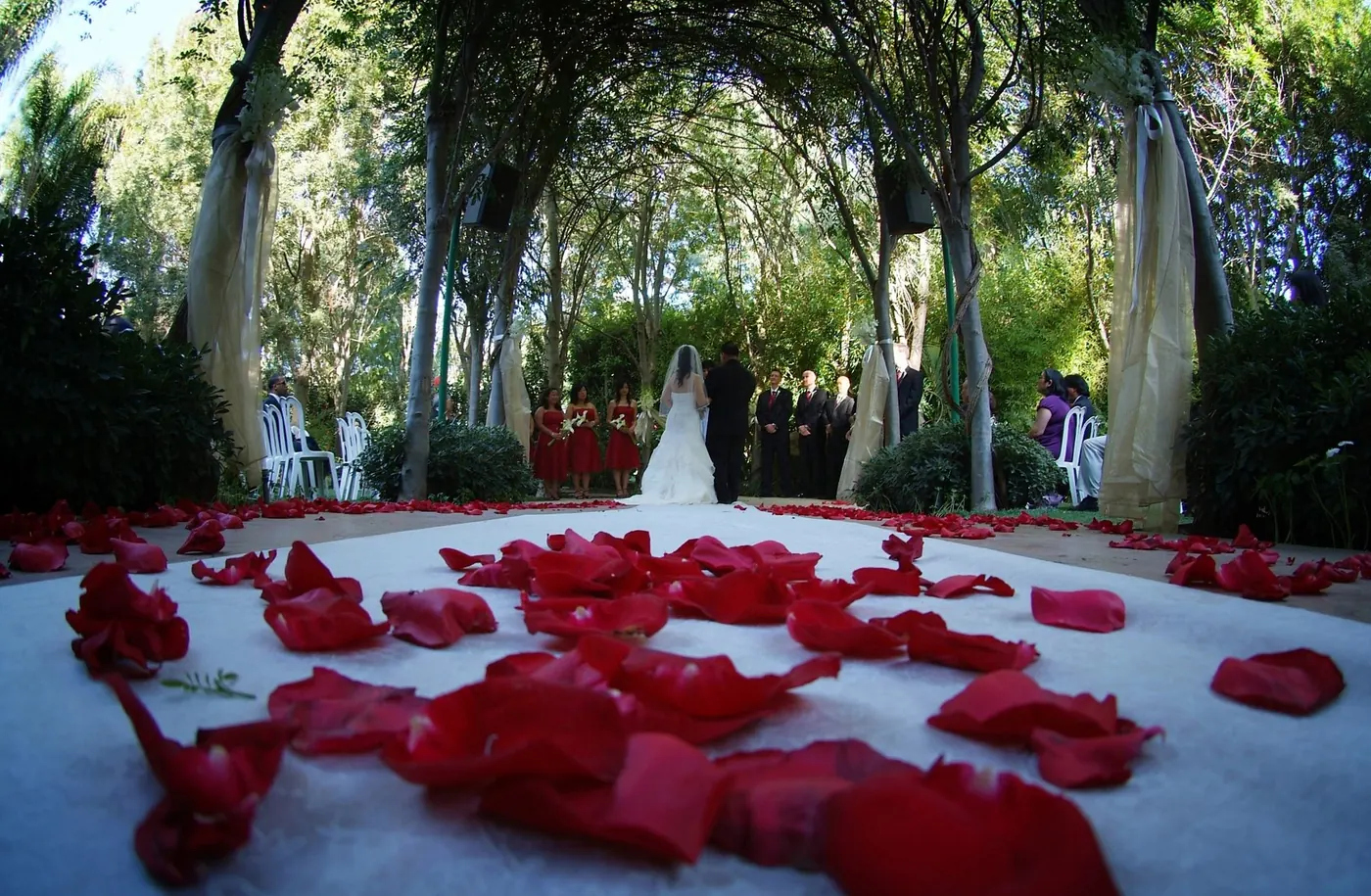 A garden aisle scattered with red rose petals, the bride and groom at the far end under the trees.